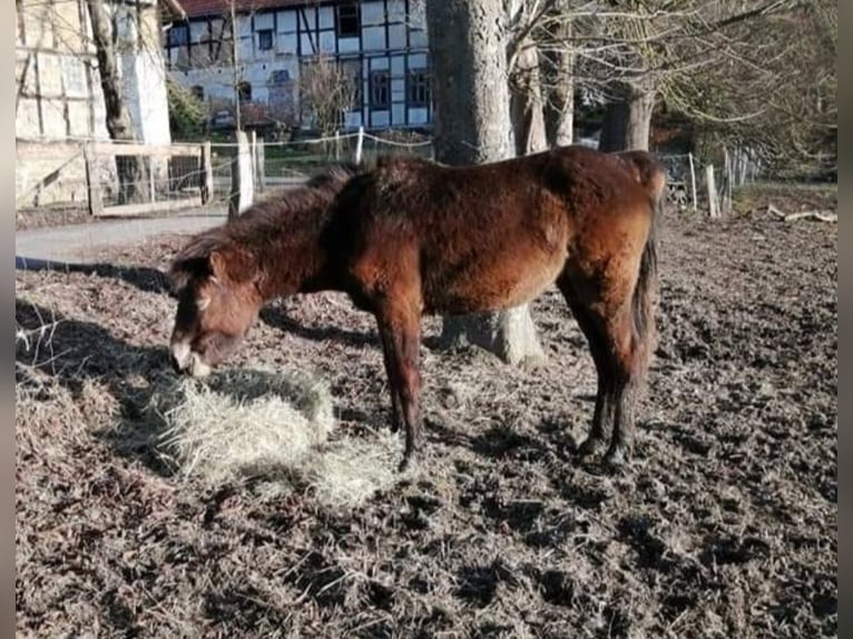 Exmoor Pony Merrie 4 Jaar Donkerbruin in Uslar