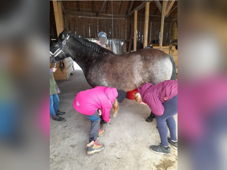 Exmoor Pony Mix Merrie 6 Jaar 130 cm Donkerbruin in Märkische Heide