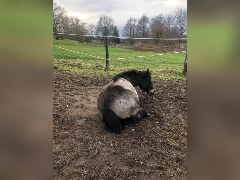 Exmoor Pony Mix Merrie 6 Jaar 130 cm Donkerbruin in Märkische Heide