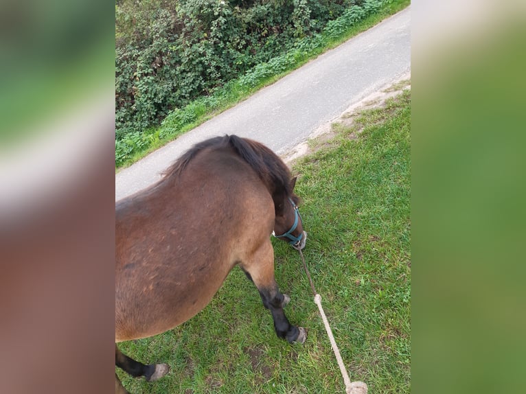 Exmoor Pony Merrie 7 Jaar 128 cm Donkere-vos in Dietzenbach