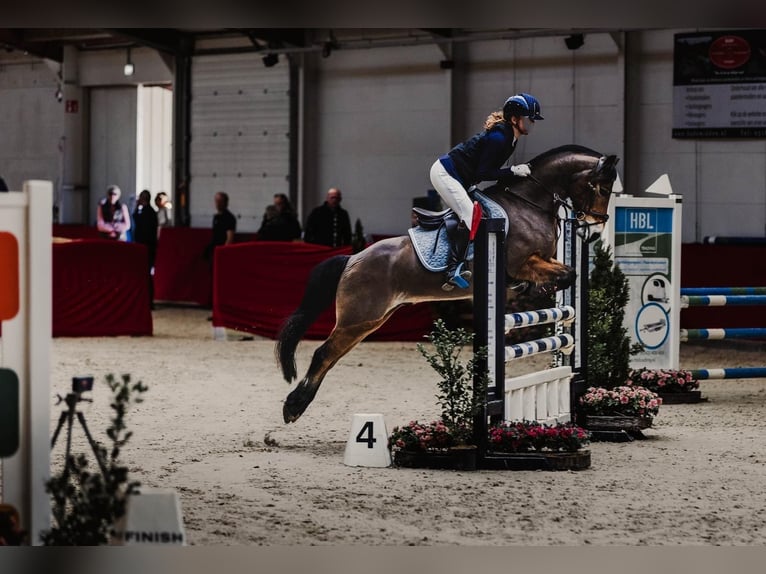 Exmoor Pony Ruin 13 Jaar 136 cm Bruin in Blaricum