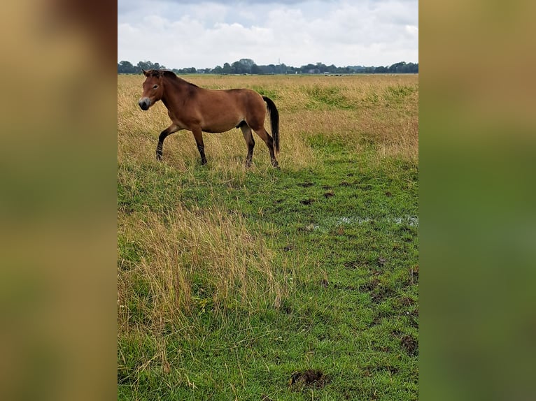 Exmoor Pony Ruin 3 Jaar 122 cm Bruin in Butjadingen