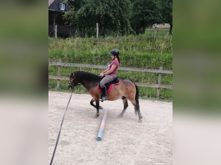 Exmoor Pony Mix Ruin 3 Jaar 125 cm  in Garanas