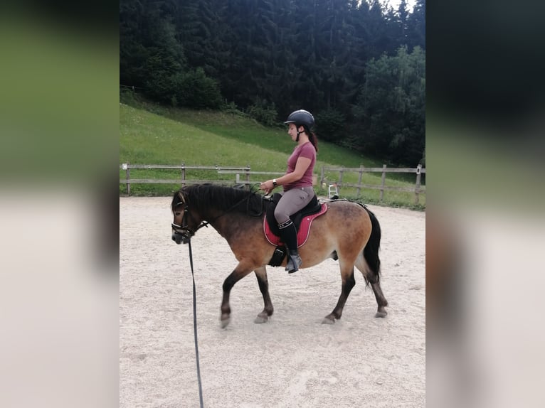 Exmoor Pony Mix Ruin 3 Jaar 125 cm  in Garanas