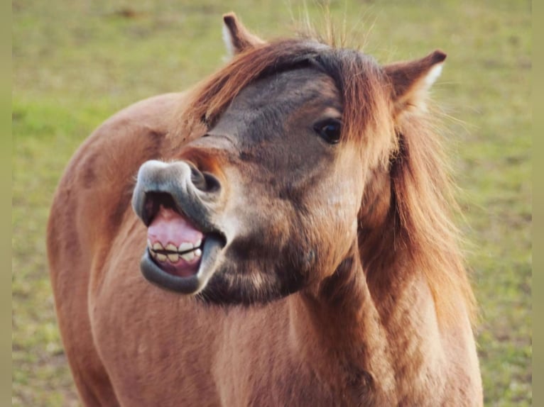 Exmoor Pony Mix Ruin 4 Jaar 130 cm in Warnitz