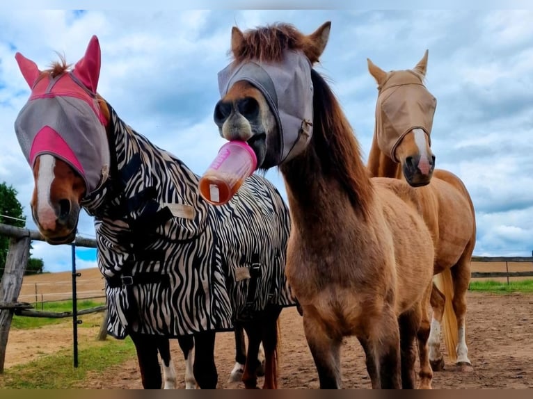 Exmoor Pony Mix Ruin 4 Jaar 130 cm in Warnitz