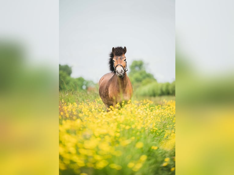 Exmoor Pony Ruin 7 Jaar 136 cm Lichtbruin in Oldenzaal