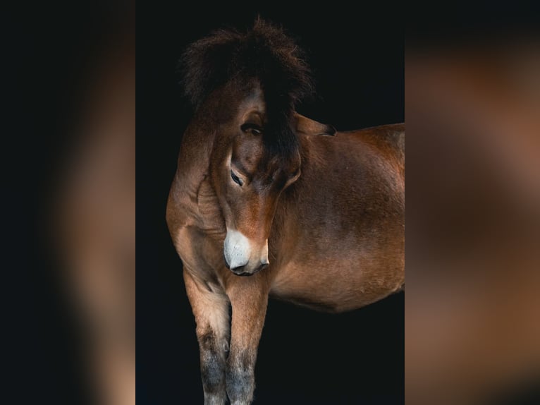 Exmoor Pony Ruin 7 Jaar 136 cm Lichtbruin in Oldenzaal
