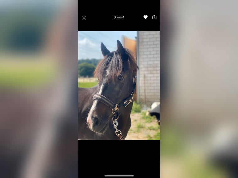 Exmoor Pony Stute 11 Jahre 125 cm Dunkelbrauner in Frankfurt am Main