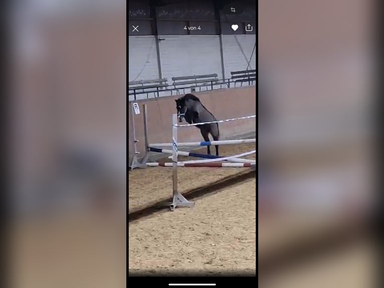Exmoor Pony Stute 11 Jahre 125 cm Dunkelbrauner in Frankfurt am Main
