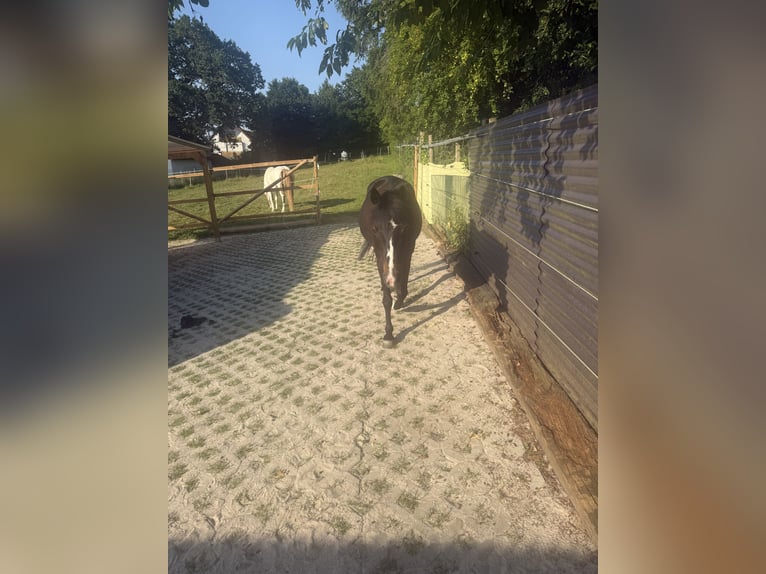 Exmoor Pony Stute 11 Jahre 125 cm Dunkelbrauner in Frankfurt am Main