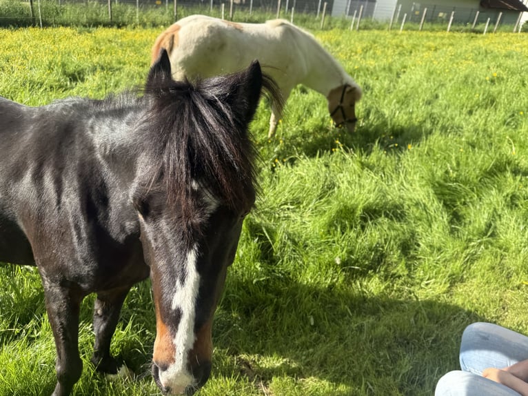 Exmoor Pony Stute 11 Jahre 125 cm Dunkelbrauner in Frankfurt am Main