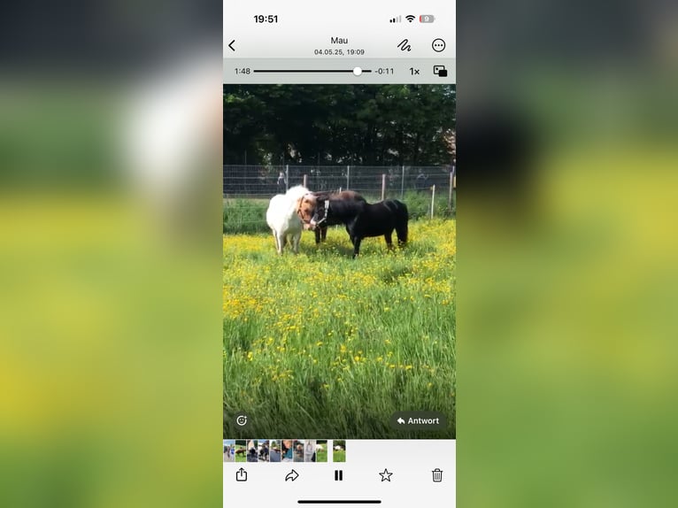 Exmoor Pony Stute 11 Jahre 125 cm Dunkelbrauner in Frankfurt am Main