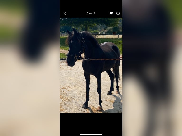 Exmoor Pony Stute 11 Jahre 125 cm Dunkelbrauner in Frankfurt am Main