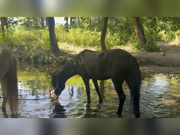 Exmoor Pony Stute 11 Jahre 125 cm Dunkelbrauner in Frankfurt am Main