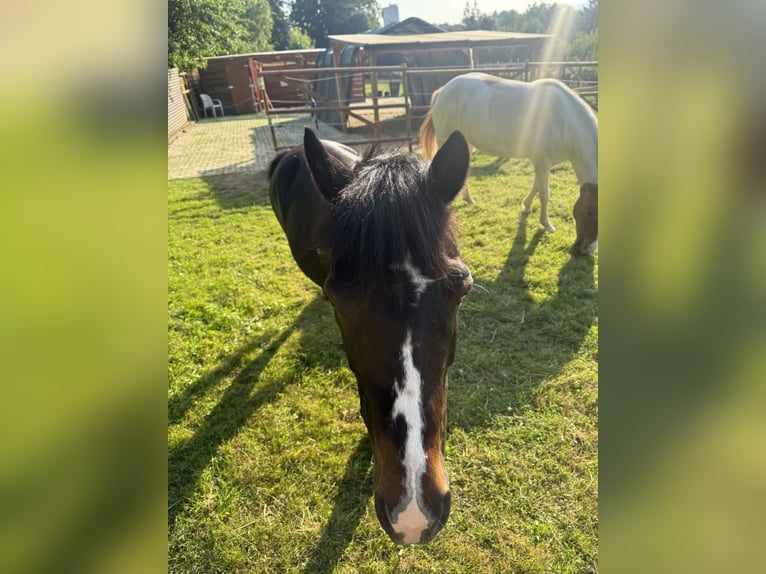 Exmoor Pony Stute 11 Jahre 125 cm Dunkelbrauner in Frankfurt am Main