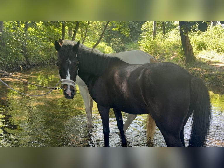 Exmoor Pony Stute 11 Jahre 125 cm Dunkelbrauner in Frankfurt am Main