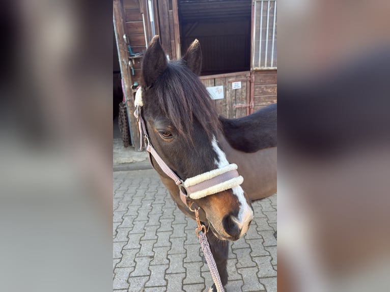 Exmoor Pony Stute 11 Jahre 125 cm Dunkelbrauner in Frankfurt am Main