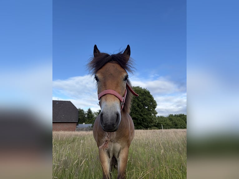Exmoor Pony Stute 1 Jahr 120 cm Brauner in Varel