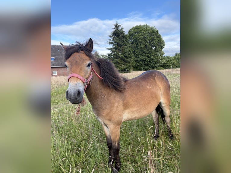 Exmoor Pony Stute 1 Jahr 120 cm Brauner in Varel