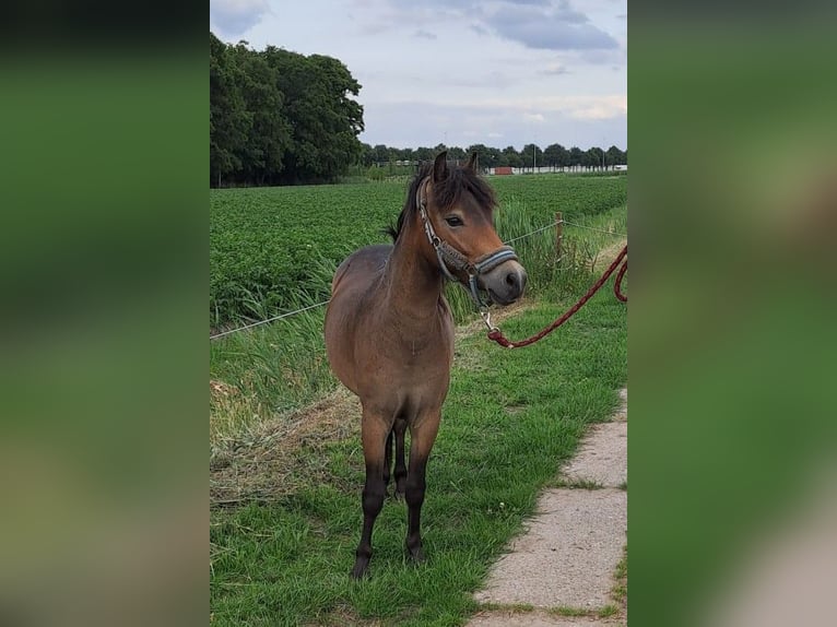 Exmoor Pony Stute 2 Jahre 115 cm Buckskin in Oirschot