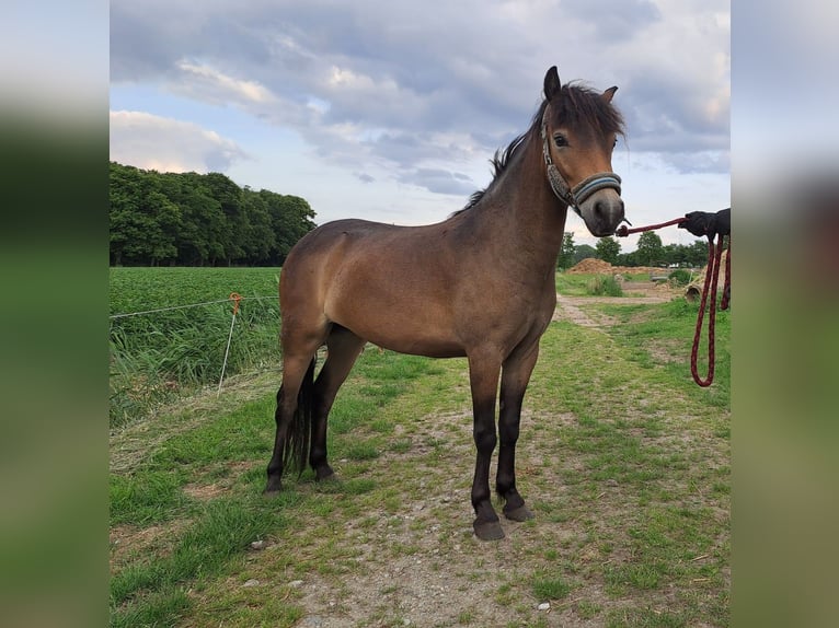 Exmoor Pony Stute 2 Jahre 115 cm Buckskin in Oirschot