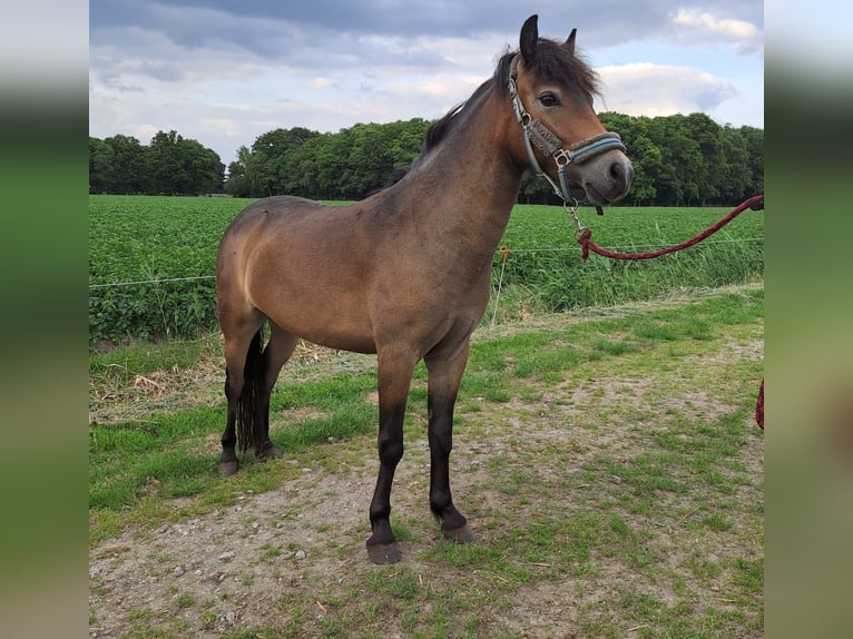 Exmoor Pony Stute 2 Jahre 115 cm Buckskin in Oirschot