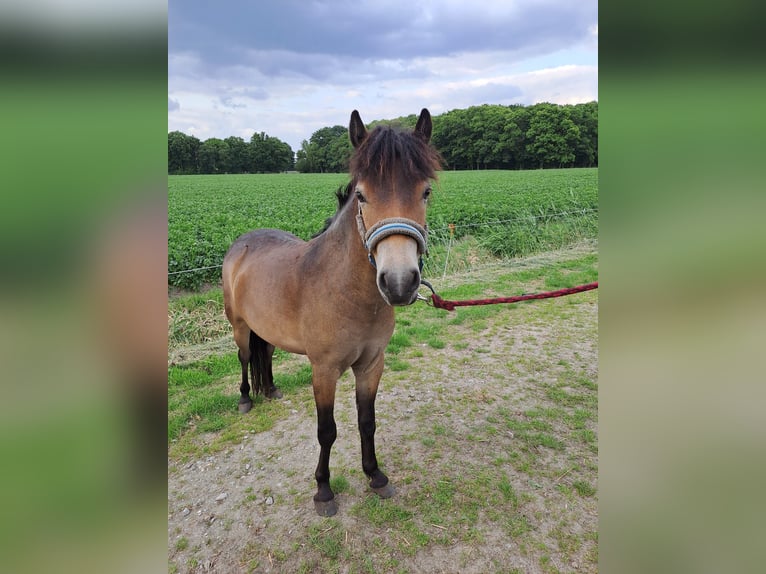 Exmoor Pony Stute 2 Jahre 115 cm Buckskin in Oirschot