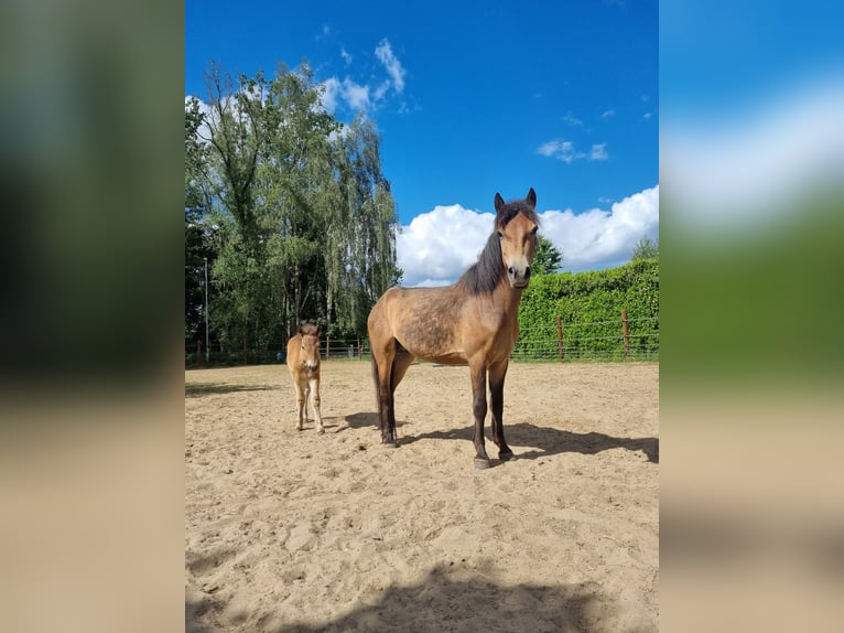 Exmoor Pony Stute 3 Jahre 130 cm Buckskin in Didam