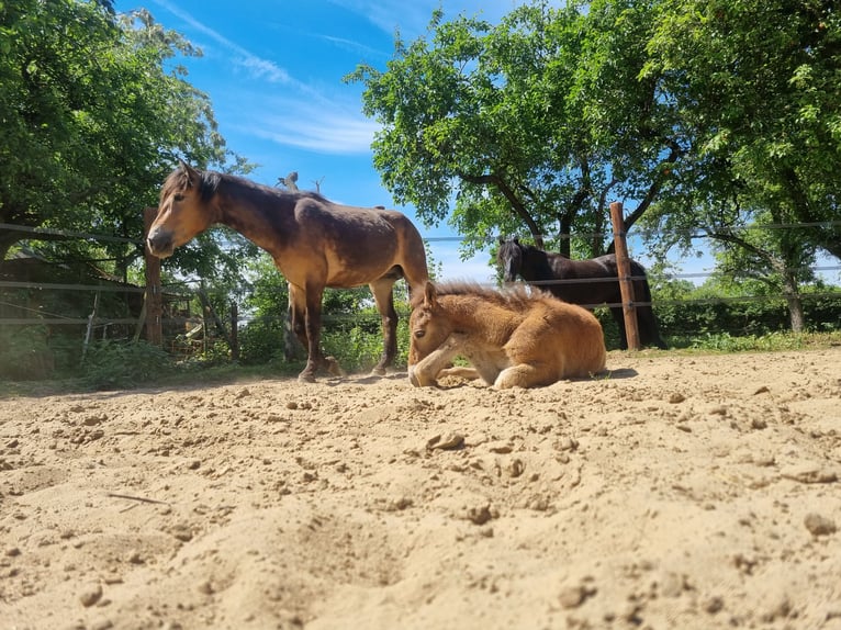 Exmoor Pony Stute 3 Jahre 130 cm Buckskin in Didam