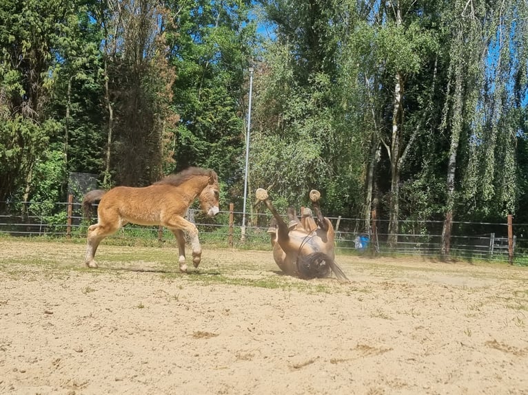 Exmoor Pony Stute 3 Jahre 130 cm Buckskin in Didam