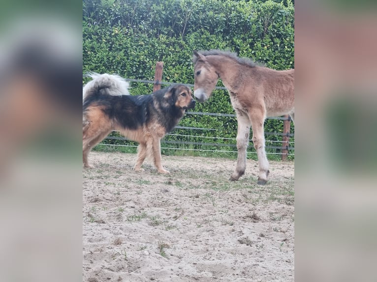 Exmoor Pony Stute 3 Jahre 130 cm Buckskin in Didam