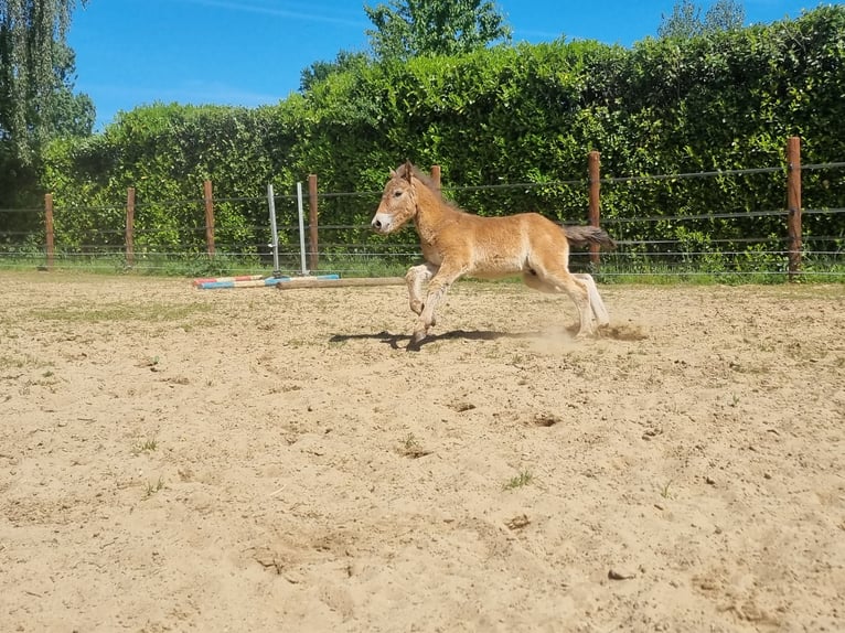 Exmoor Pony Stute 3 Jahre 130 cm Buckskin in Didam