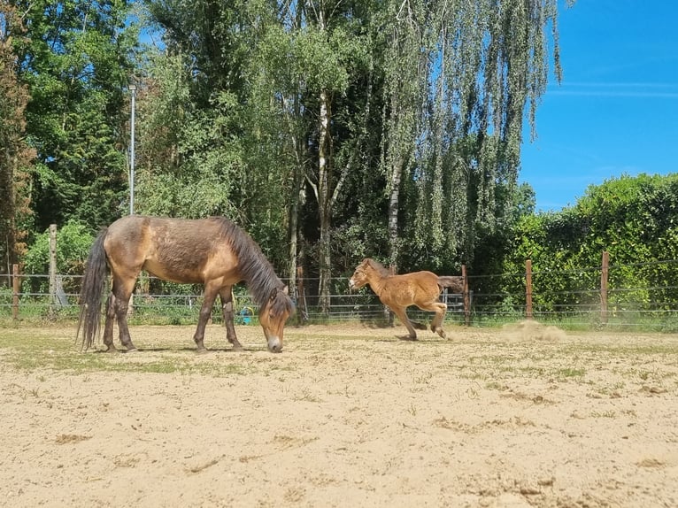 Exmoor Pony Stute 3 Jahre 130 cm Buckskin in Didam