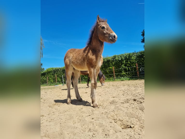 Exmoor Pony Stute 3 Jahre 130 cm Buckskin in Didam