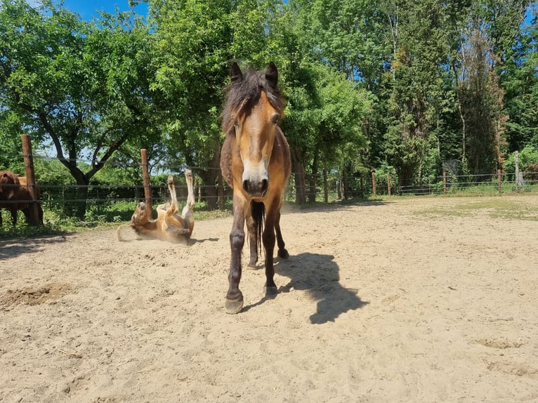 Exmoor Pony Stute 3 Jahre 130 cm Buckskin in Didam