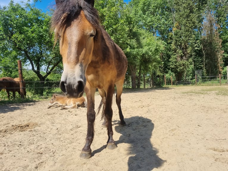 Exmoor Pony Stute 3 Jahre 130 cm Buckskin in Didam