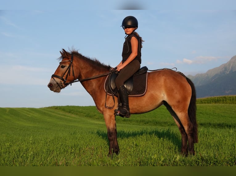 Exmoor Pony Stute 5 Jahre 127 cm Brauner in Mieming