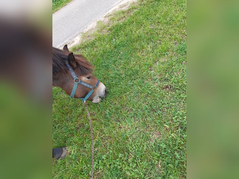 Exmoor Pony Stute 7 Jahre 128 cm Dunkelfuchs in Dietzenbach