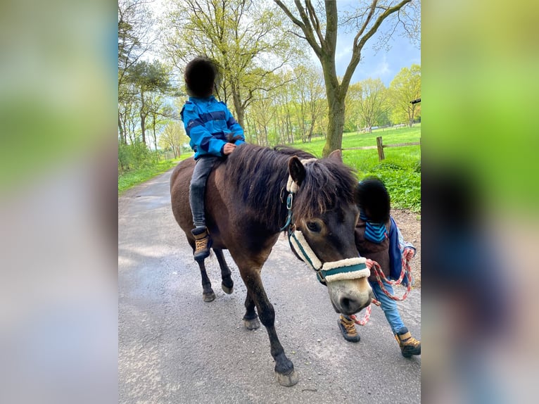 Exmoor Pony Wallach 10 Jahre 128 cm Dunkelbrauner in Hagenah
