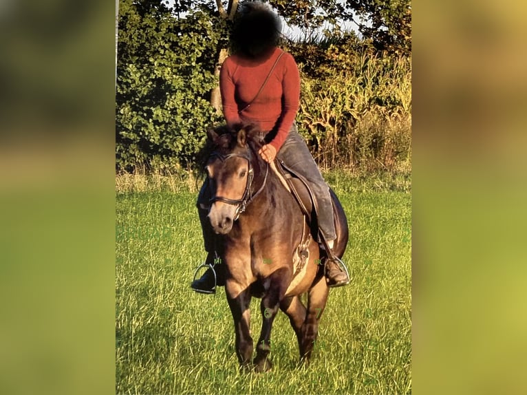 Exmoor Pony Wallach 10 Jahre 128 cm Dunkelbrauner in Hagenah