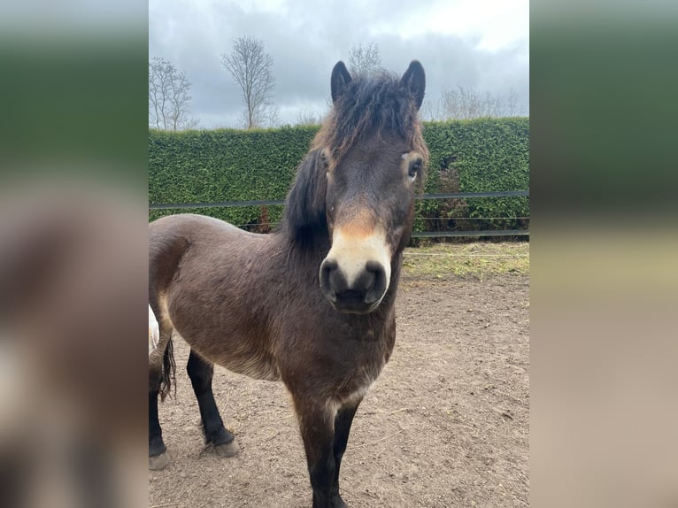 Exmoor Pony Wallach 10 Jahre 128 cm Dunkelbrauner in Hagenah