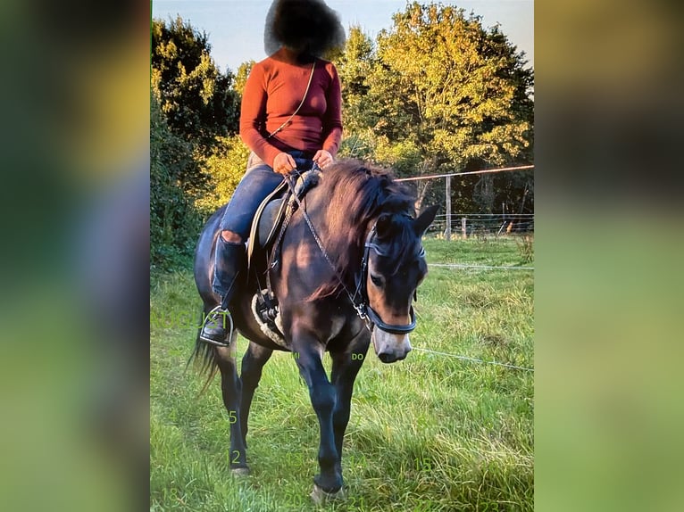 Exmoor Pony Wallach 10 Jahre 128 cm Dunkelbrauner in Hagenah