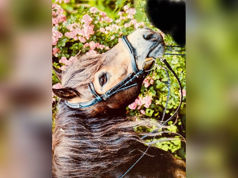 Exmoor Pony Wallach 10 Jahre 128 cm Dunkelbrauner in Hagenah