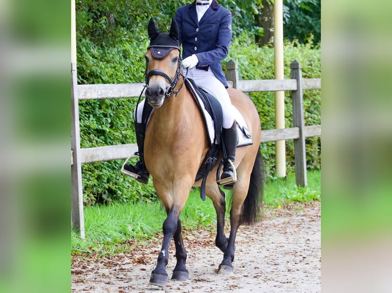 Exmoor Pony Wallach 13 Jahre 136 cm Brauner in Blaricum