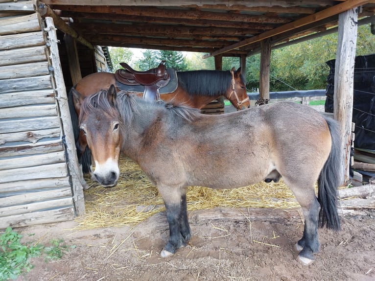Exmoor Pony Wallach 24 Jahre 120 cm Brauner in Bückeburg