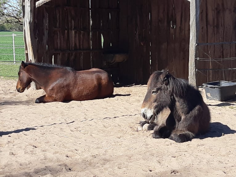 Exmoor Pony Wallach 24 Jahre 120 cm Brauner in Bückeburg