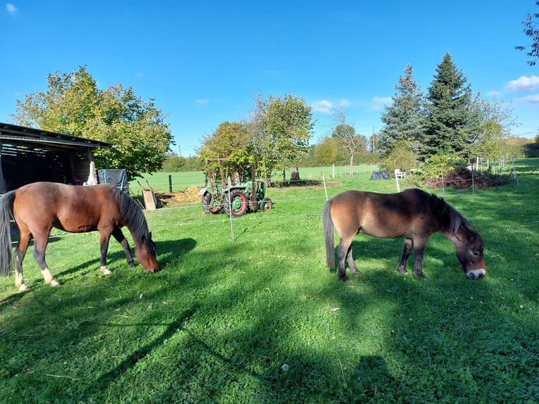 Exmoor Pony Wallach 24 Jahre 120 cm Brauner in Bückeburg