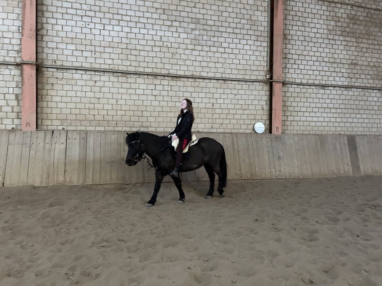 Exmoor Pony Wallach 5 Jahre 126 cm Schwarzbrauner in Kerpen