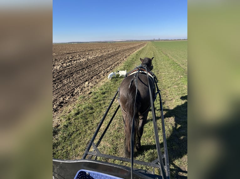 Exmoor Pony Wallach 5 Jahre 126 cm Schwarzbrauner in Kerpen
